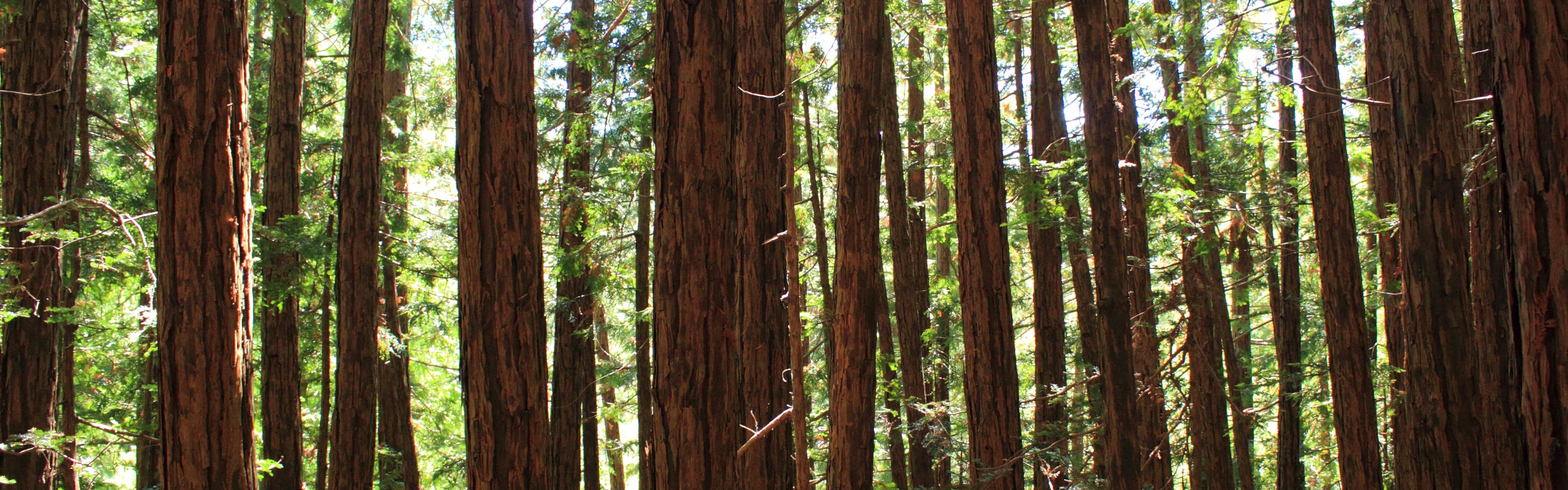 Redwood trees