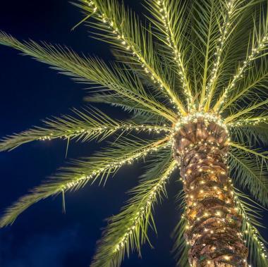 Lighted Palm Tree
