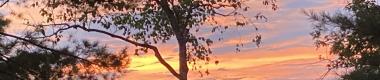 Sunset / Sunrise through foliage