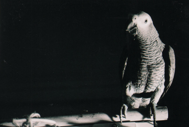 Wendy Reid's Ambient Bird-Indian Rock, 3/20-6:30pm 950 Indian Rock Park, Berkeley