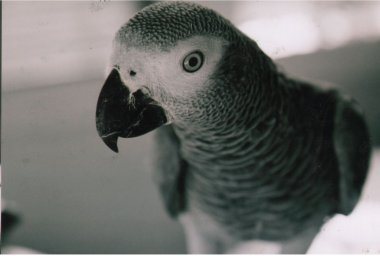 Lulu African Grey Parrot of Ambient Bird-Indian Rock