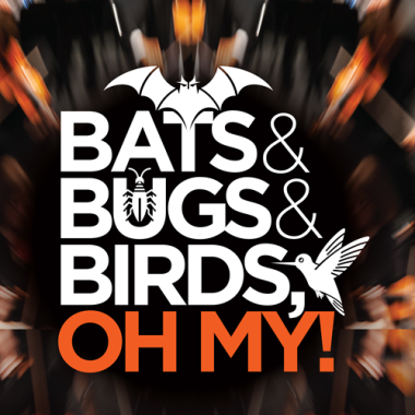 Flyer for Bugs-Bats-Birds Pops Concert with cartoon graphic