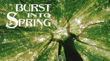 Image of sun filtering through green leaves