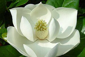 sugarmagnolia.jpg