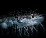 swanlake160.jpg