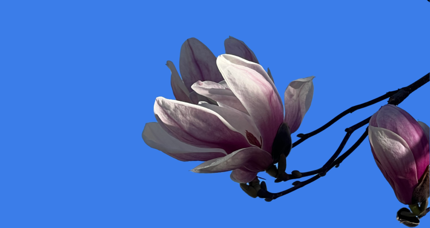 Appeal header - Magnolia