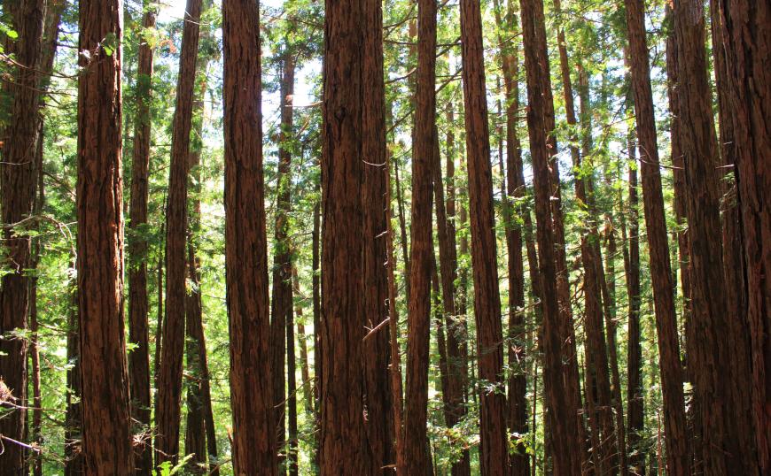 Redwood trees