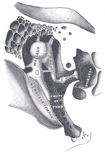 Middle ear