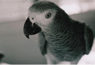 beyond borders: birds-improvisations-environment