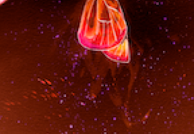 Butterfly emerging