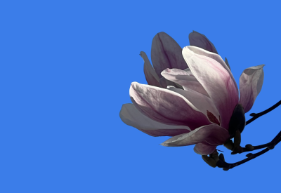 Appeal header - Magnolia