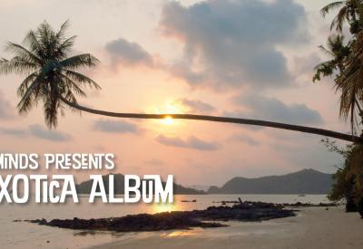 Palm Tree on the beach