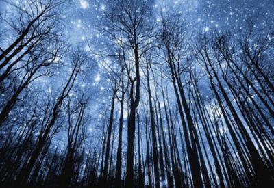 Nature Nocturne