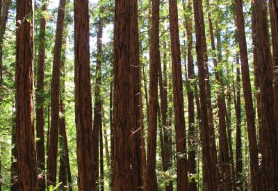 Redwood trees