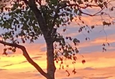 Sunset / Sunrise through foliage