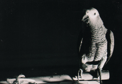 Wendy Reid's Ambient Bird-Indian Rock, 3/20-6:30pm 950 Indian Rock Park, Berkeley