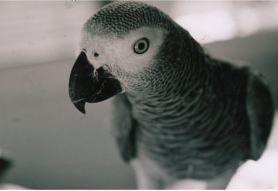 Lulu African Grey Parrot of Ambient Bird-Indian Rock