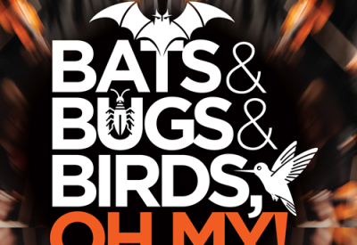 Flyer for Bugs-Bats-Birds Pops Concert with cartoon graphic