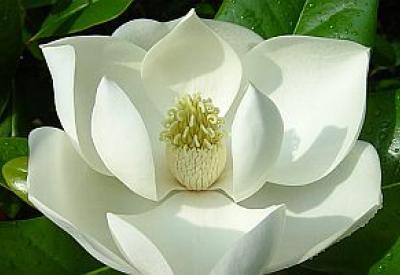 sugarmagnolia.jpg