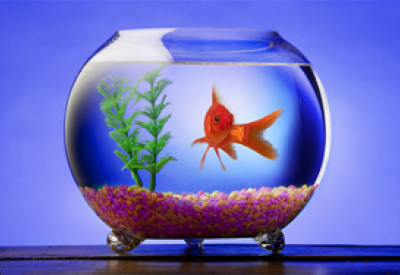 goldfish_300x.png