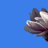 Appeal header - Magnolia