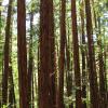 Redwood trees