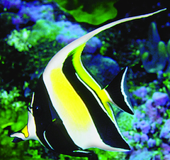 Moorish Idol, a star in Long Beach Opera production<br>Photo by Aquarium of the Pacific Moorish Idol, a star in Long Beach Opera production Photo by Aquarium of the Pacific