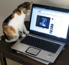 Musically ignorant cat puzzled by<br>soprano Diana Damrau's picture